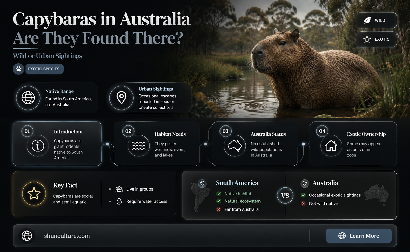 are capybaras found in australia