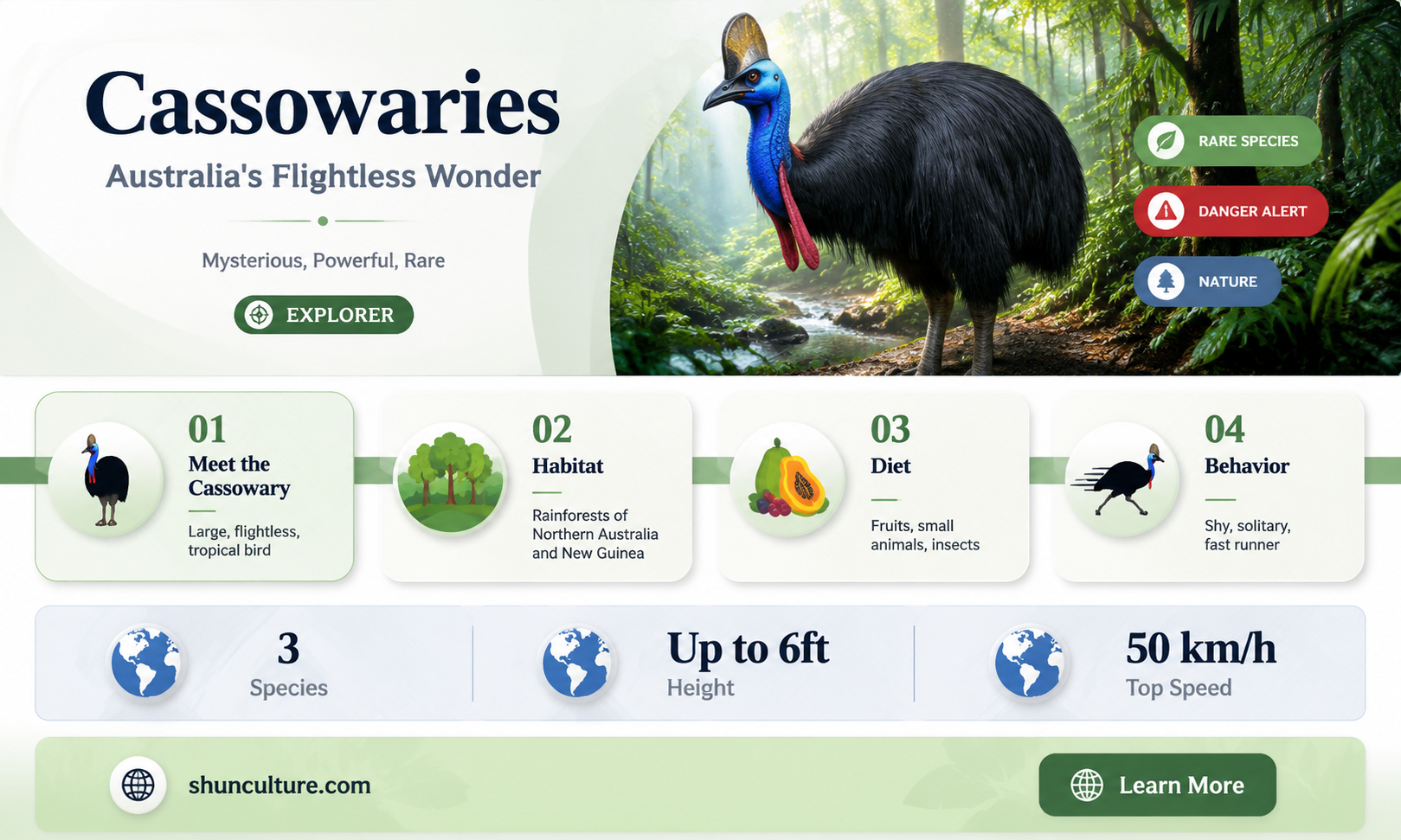 are cassowaries only found in australia
