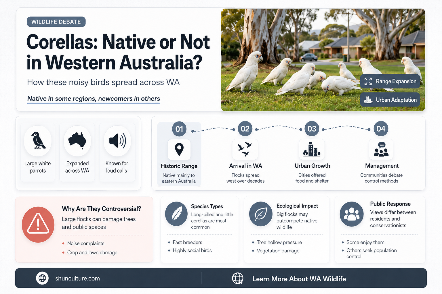 are corellas native to western australia