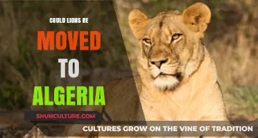 Could Lions Thrive in Algeria? Exploring Feasibility and Conservation Benefits