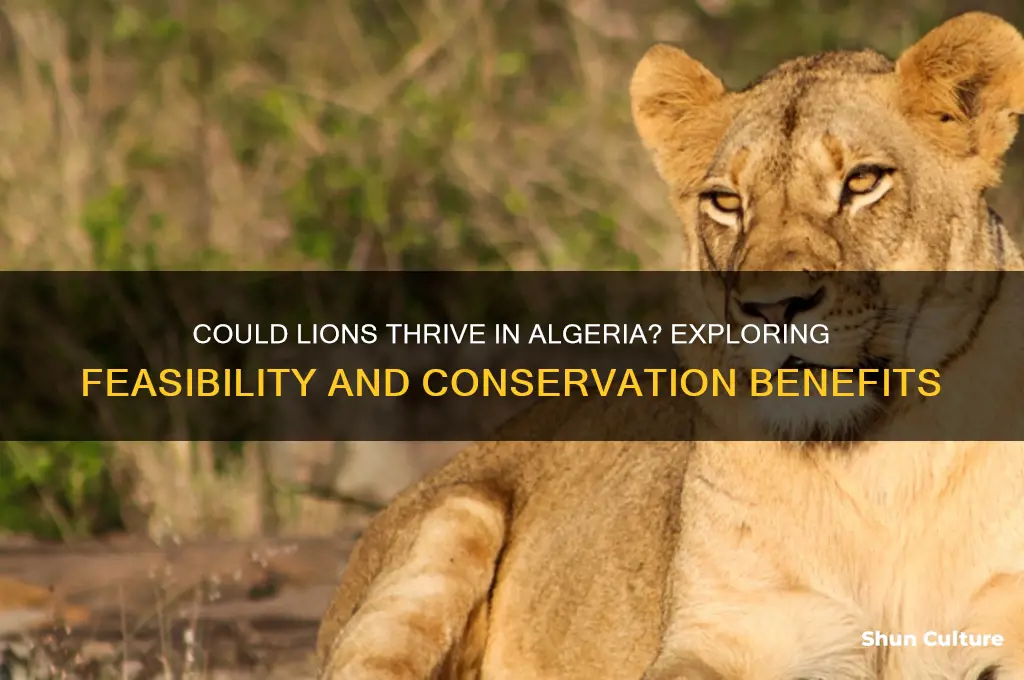 could lions be moved to algeria
