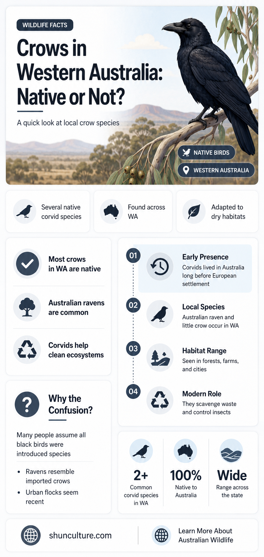 are crows native to western australia
