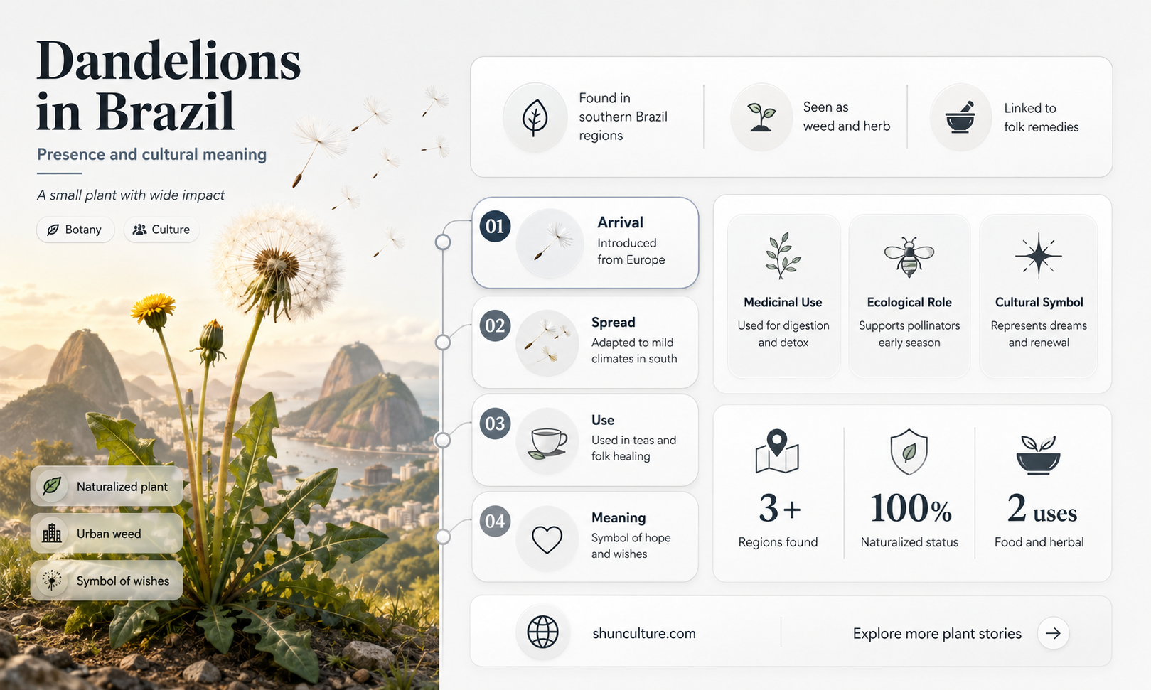 are dandelions in brazil
