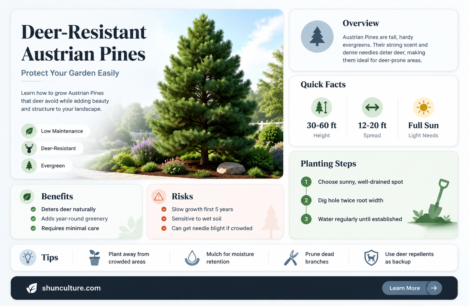are austrian pines deer resistant