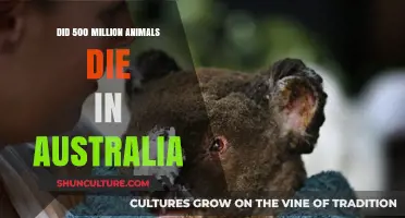 Australia's Devastating Loss: 500 Million Animal Deaths