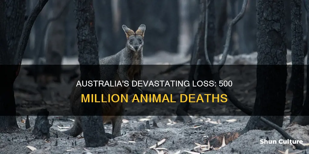 did 500 million animals die in australia