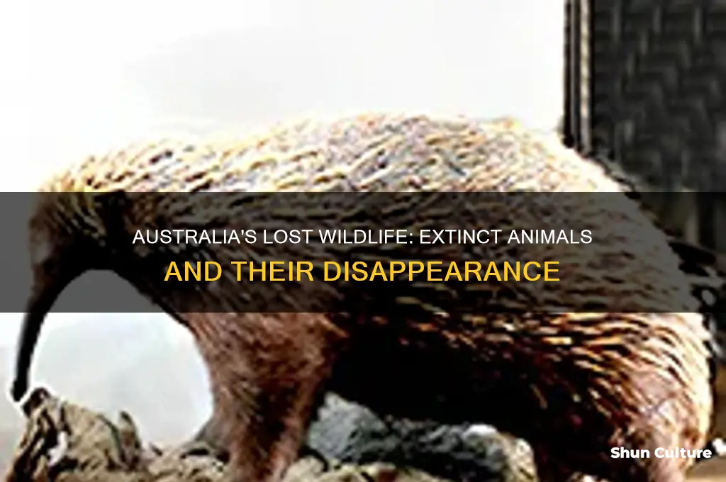 did any animals go extinct in australia