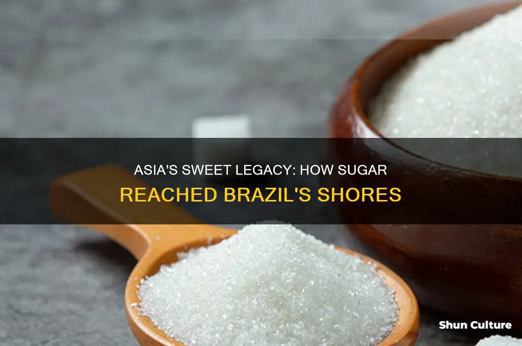 did asia introduce sugar to brazil