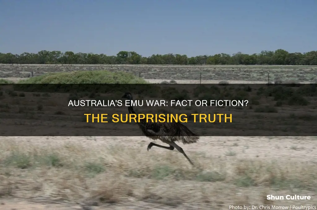 did australia go to war with emus