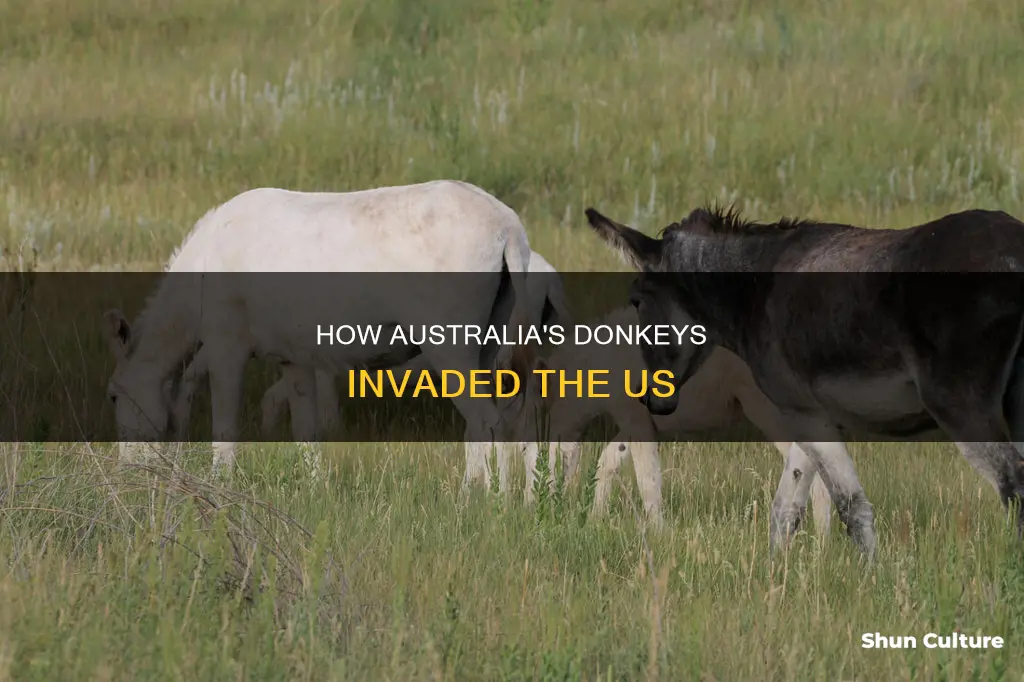 did australia introduce wild burros to the united states