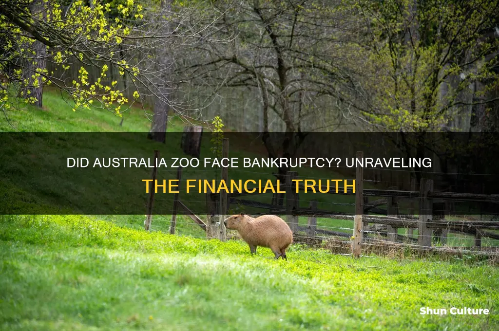 did australia zoo go bankrupt