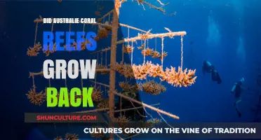 How Australia's Coral Reefs Are Recovering and Growing