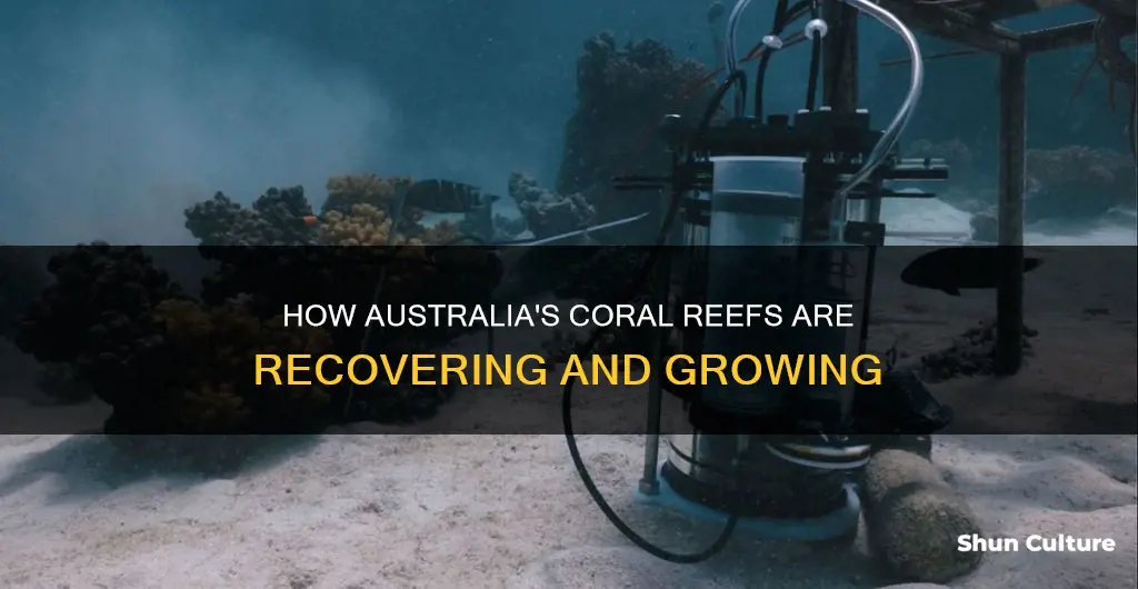 did australie coral reefs grow back