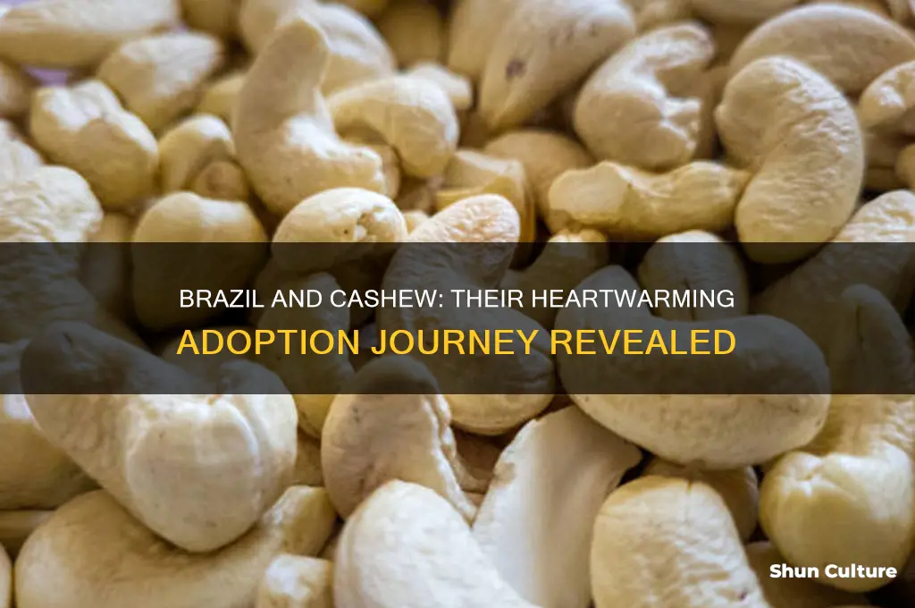did brazil and cashew get adopted