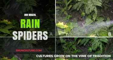 Brazil's Arachnid Downpour: Unraveling the Spider Rain Mystery