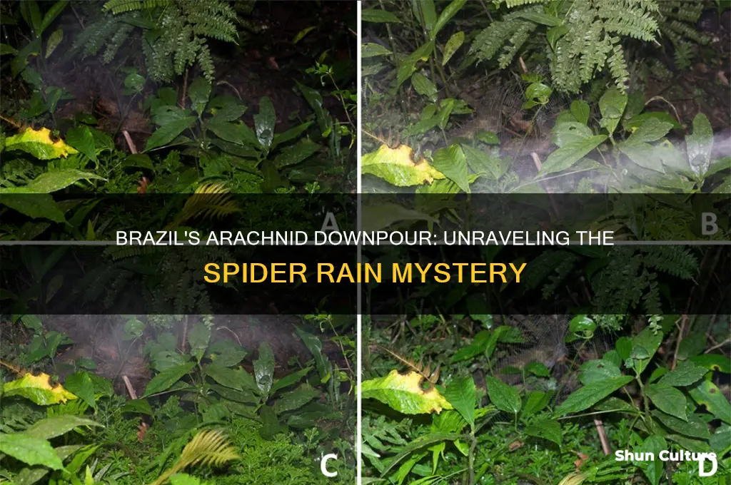 did brazil rain spiders
