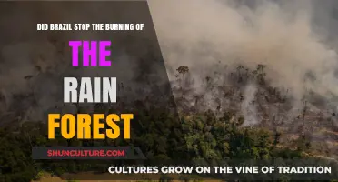 Brazil's Fight Against Rainforest Fires: Progress or Ongoing Crisis?