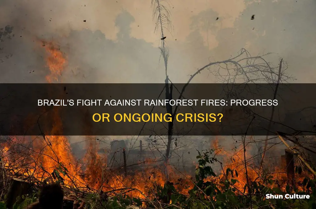 did brazil stop the burning of the rain forest