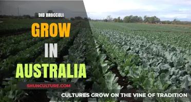 Broccoli in Australia: Can It Grow?