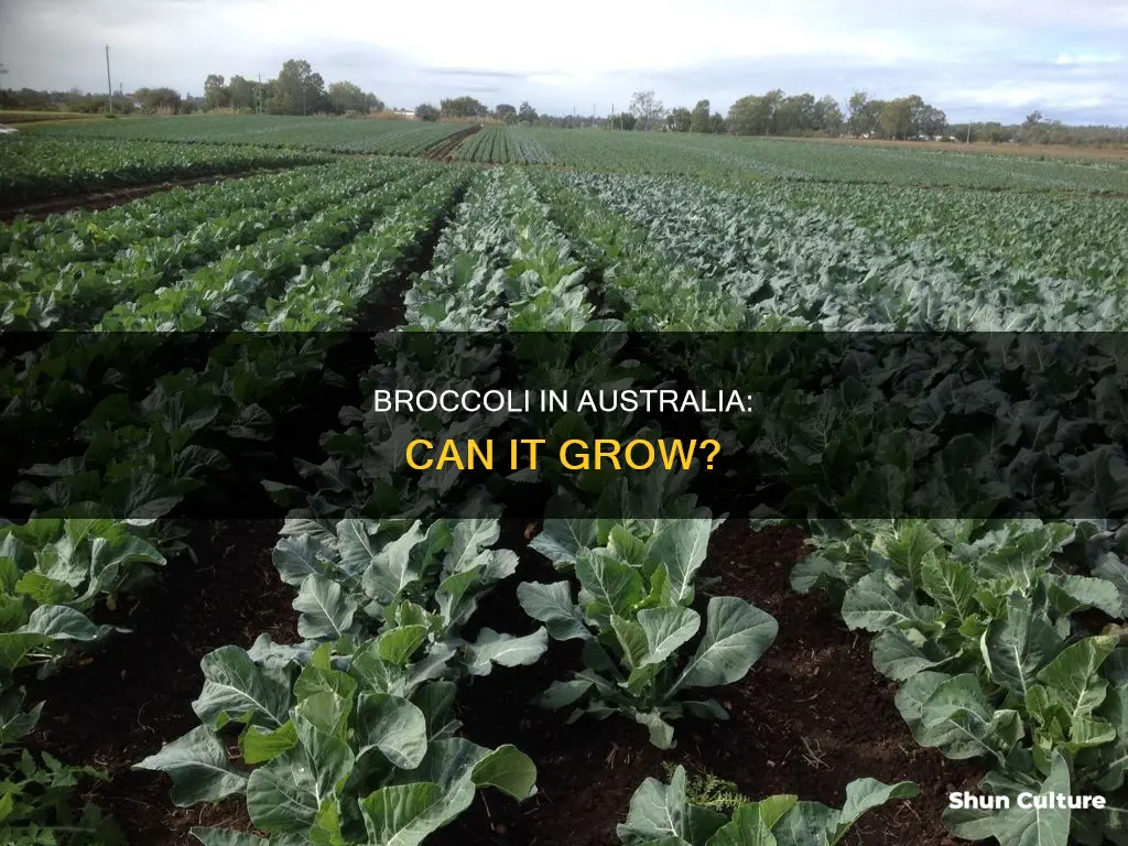 did broccoli grow in australia