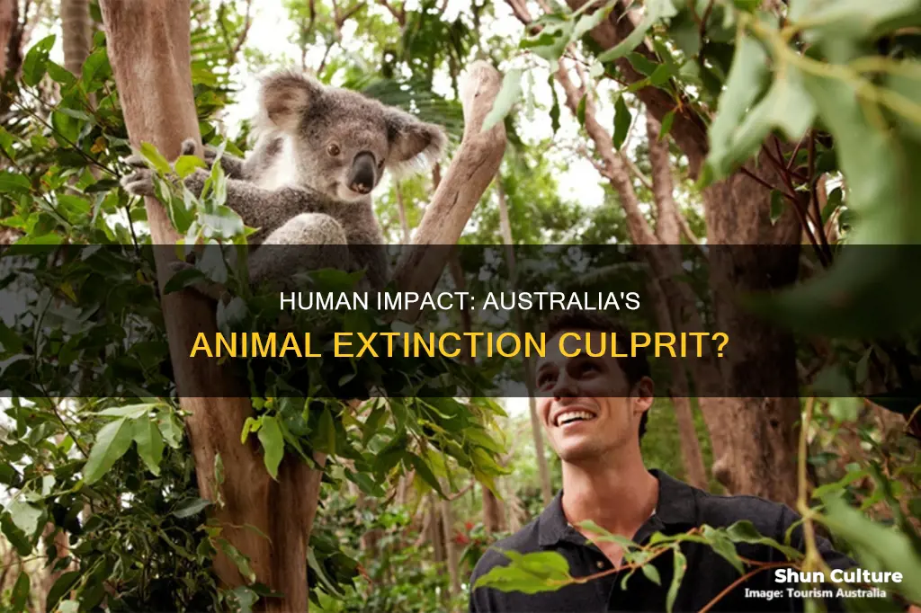 did humans cause the extinction of animals in australia