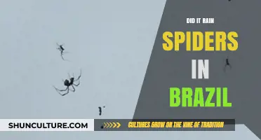 Did Spiders Rain Down in Brazil? Unraveling the Creepy Mystery