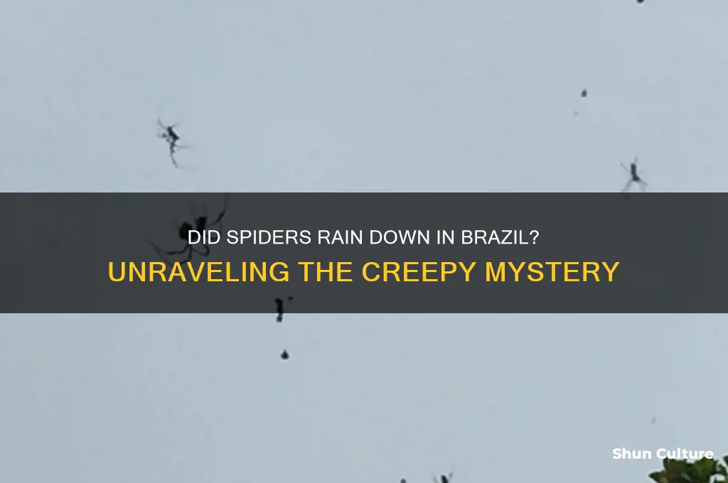 did it rain spiders in brazil