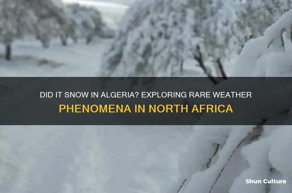 did it snow in algeria