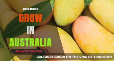 Mangoes in Australia: Can They Grow?