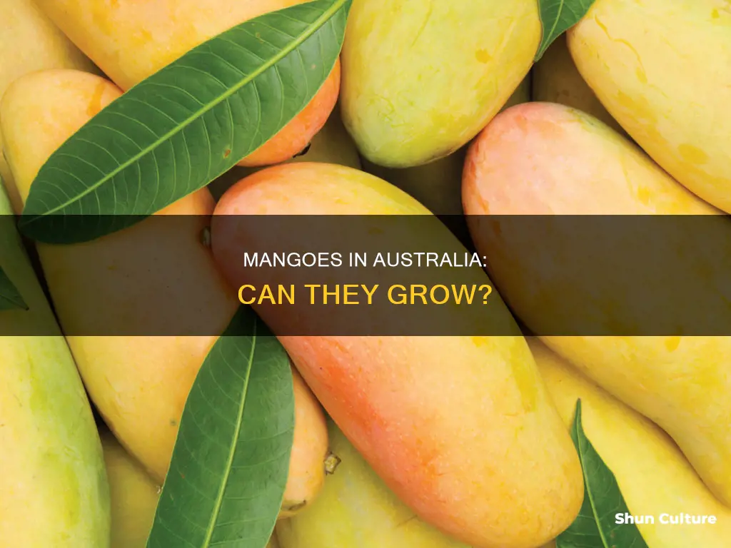 did mangoes grow in australia