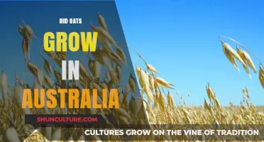 Oats in Australia: A Historical Perspective