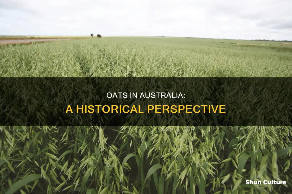 did oats grow in australia