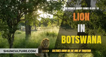 Prince Harry's Botswana Adventure: Close Encounter with a Lion?