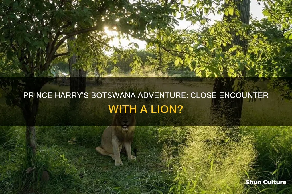 did prince harry come close to lion in botswana