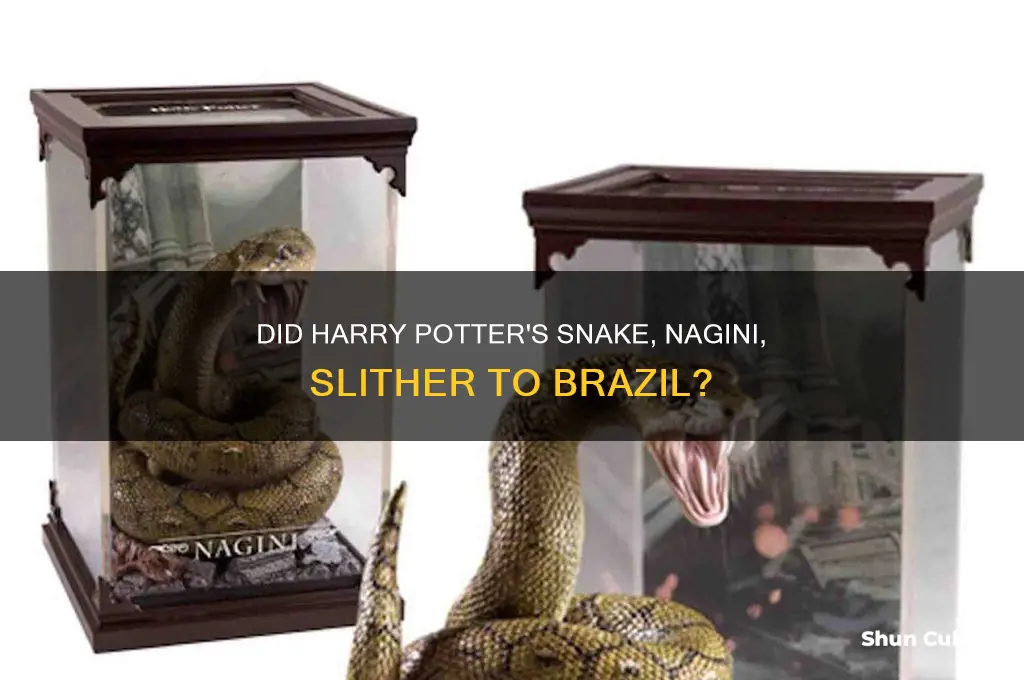 did snake from harry potter get to brazil