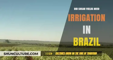 Did Brazil's Sugar Fields Rely on Irrigation for Success?