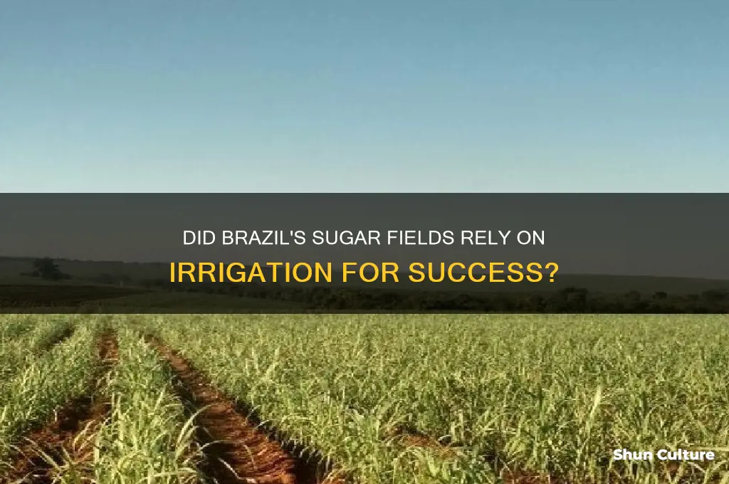did sugar fields need irrigation in brazil