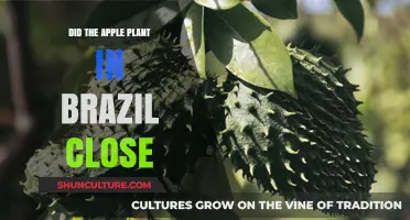 Brazil's Apple Plant Closure: What Happened and Why It Matters