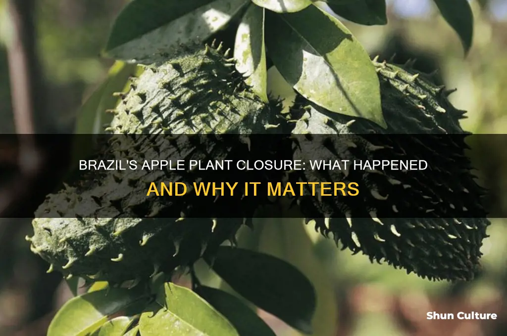 did the apple plant in brazil close