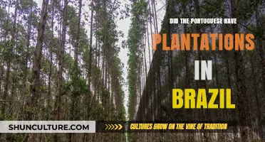 Portuguese Plantations in Brazil: Uncovering the Historical Agricultural Legacy