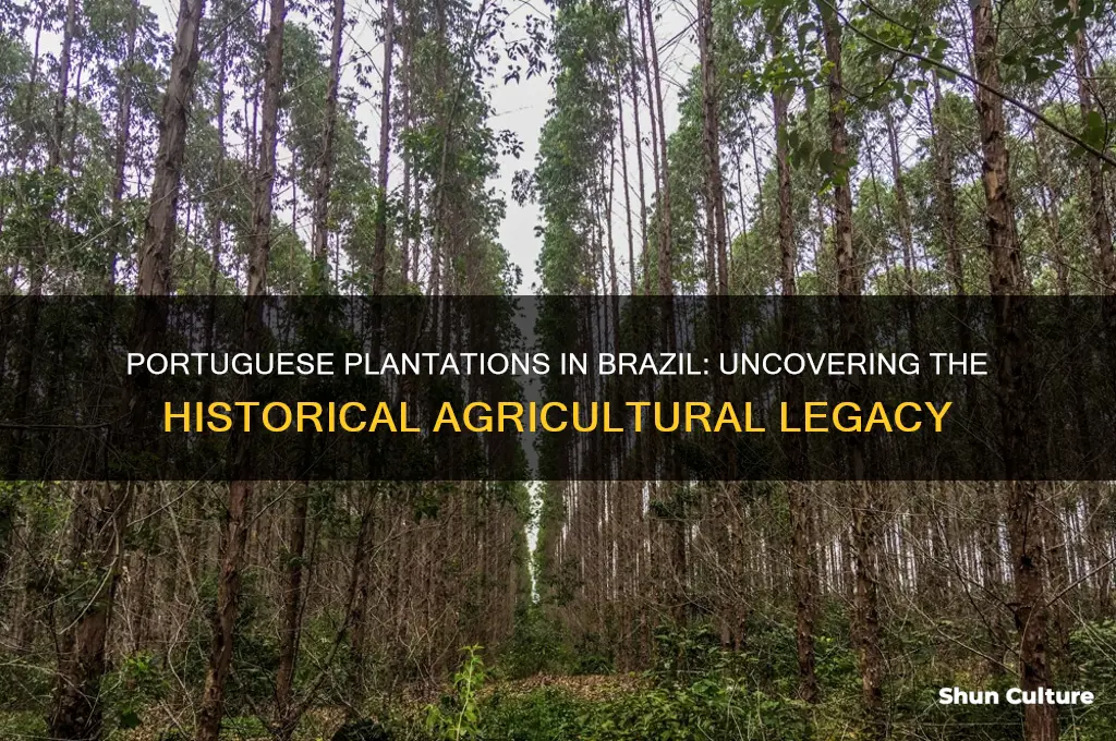 did the portuguese have plantations in brazil