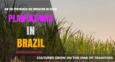 Portuguese Irrigation Techniques on Brazilian Sugar Plantations: A Historical Analysis