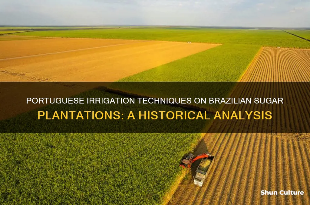 did the portuguese use irrigation on sugar plantations in brazil