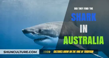 The Elusive Shark: Australia's Hunt