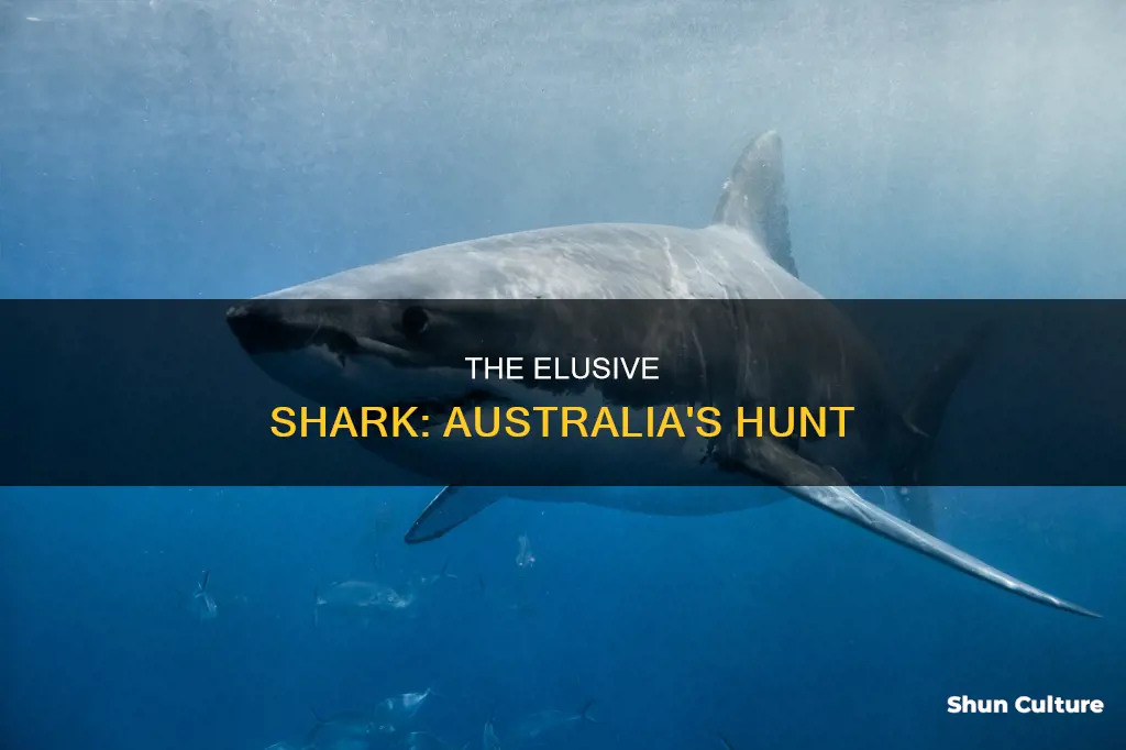did they find the shark in australia