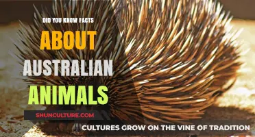 Unusual Aussie Animals: Fascinating Facts and Figures