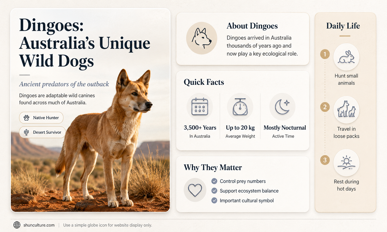 are dingoes only found in australia