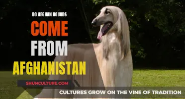 The Afghan Hound's Ancient Afghan Origins: A Historical Perspective