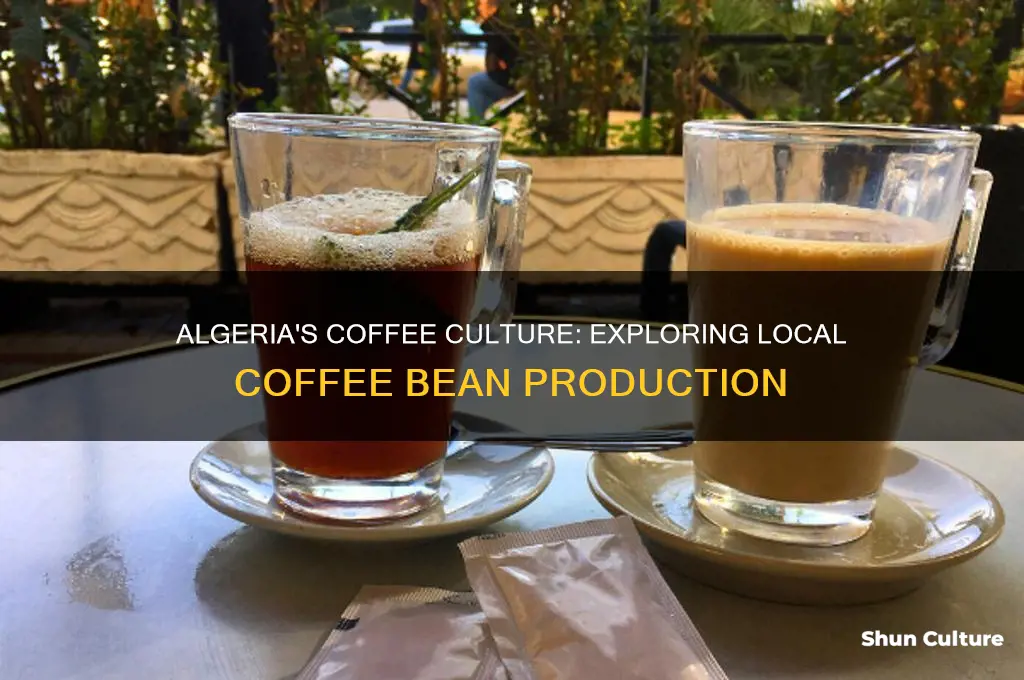 do algeria make coffee grains