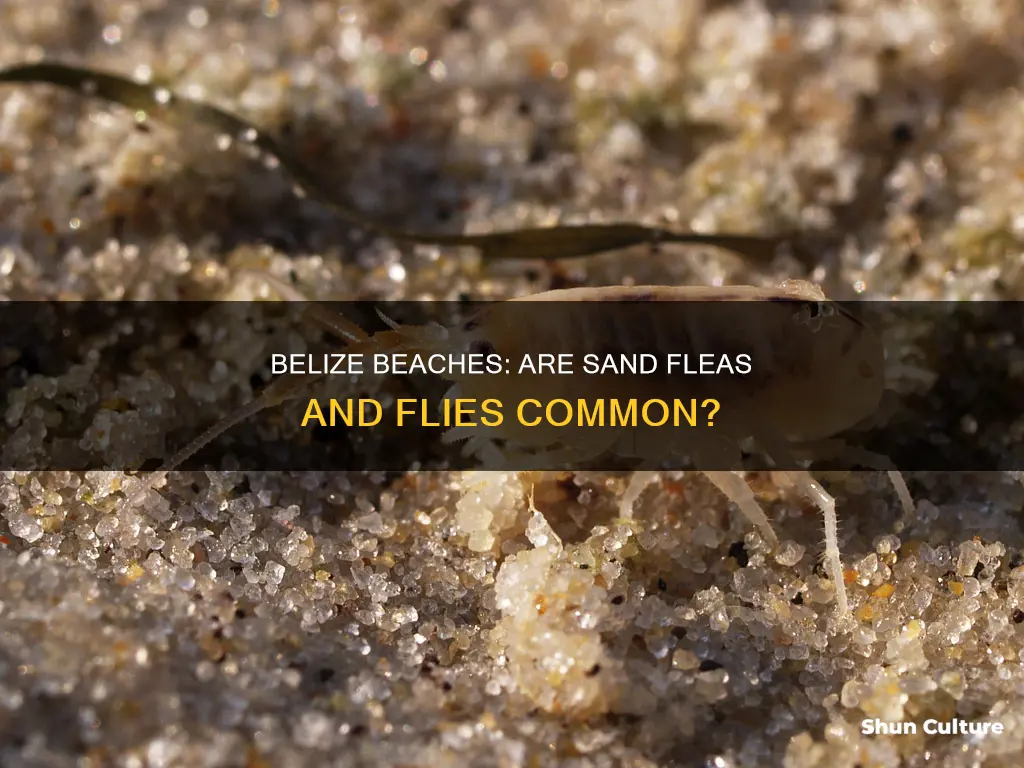 do all belize beaches have sand fleas and sand flies